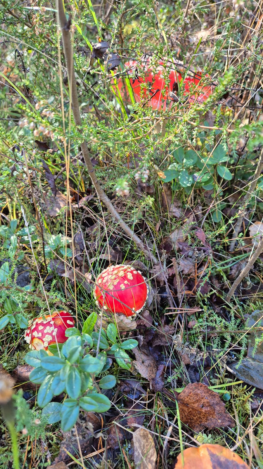 WhatsApp Image 2026-03-14 at 17.41.14