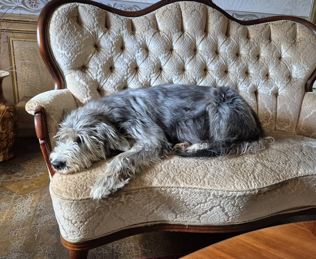 Pensionat Klåvasten välkomnar alla hundar!